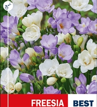 Freesia blå/hvid mix 12 løg